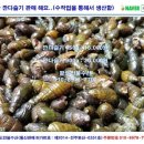 자연산다슬기