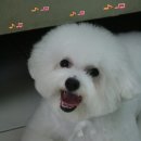 슈슈 이미지