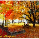 가을여행과 어울리는 모음곡 이미지