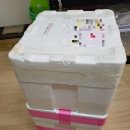 컴페니언 펫 이미지