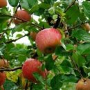 누가 빨간 사과를 만드는가? / 임보 이미지