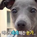 참새당 이미지