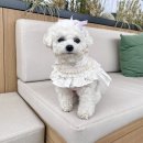 2024 케이펫페어 수원 펫박람회 후기