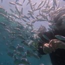 수영장 독채 폭포리아 풀빌라 | 보홀 3박 5일 자유여행 패키지 독채 숙소 풀빌라 이용후기