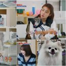 스카이개슬 이미지