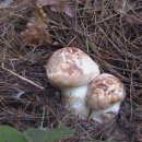 무지지천 이미지