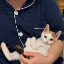 강아지랑 고양이 이미지
