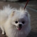 폴인퍼피 이미지