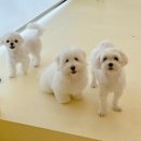 단짝멍몽 이미지