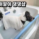 별이알이 댕댕샵 이미지