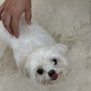 강아지살롱 | 성남 태평동, 강아지 미용 소미살롱 후기 : 습진 완치