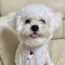 쥬뗌몽슈 이미지
