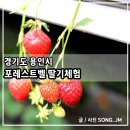정기농장 | 서울 근교 용인시 아이랑 함께 실내가볼만한곳 포레스트벨 딸기체험농장