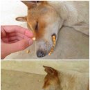 반땅 이미지