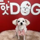 핫도그애견샵 이미지