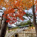 지난해 쏘카 이용자들은 단풍을 구경하기 위해 불국사를 가장 많이 찾았다. 이미지