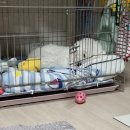 아소비 퍼피스 이미지