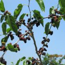 용골농장 이미지