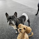 데일리멍 애견유치원, 애견호텔 이미지