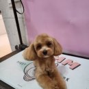 뽀짝뽀짝 애견 미용실 이미지
