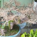 횟집아저씨 이미지