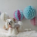 아모르디 이미지