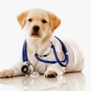 나눔 양한방 동물병원 이미지