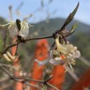 대숲죽녹원민박 이미지