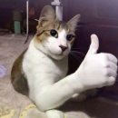 나는 닭강정이다 이미지