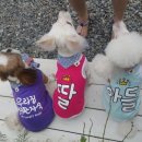 아미르하우스 이미지