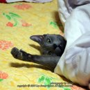 고양이 - 동해시 한섬로 128 | 고양이