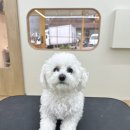 네추럴 그루밍 이미지