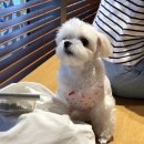 단비아크릴
