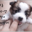 임자중학교 이미지