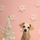 소르베 펫살롱 이미지