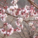 매화다리길 이미지