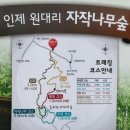 제 245차 정기산행 강원도 인제군 원대리 자작나무숲 트래킹 이미지