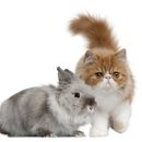 21세기동물병원 이미지