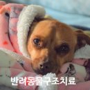 이동가축병원 이미지