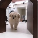 pit a pet (핏어펫) 이미지