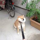고집