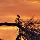 Still Loving You - 스콜피언스 이미지