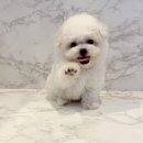 도그도그 | 강아지분양 부산 부산진구 양정동 도그웨이 부산점 위치 가격 후기