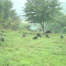 산골염생이 이미지