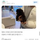 퍼피몽 | 군산 퍼피몽 흑쵸 입양자님 ✨찐 후기✨