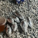 미소가든 펜션 야영장 이미지