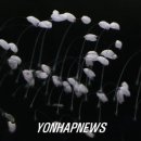 우담바라 이미지