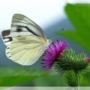 벌과 나비