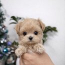 도그플러스동물병원 이미지