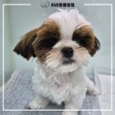 리라동물병원 이미지